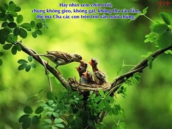 Hạt giống nảy mầm_Thứ 7 tuần XI Thường Niên_Mt 6,7-15